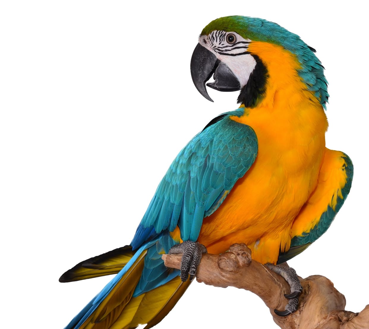 Woman lost Rs. 71,500 in want of parrot