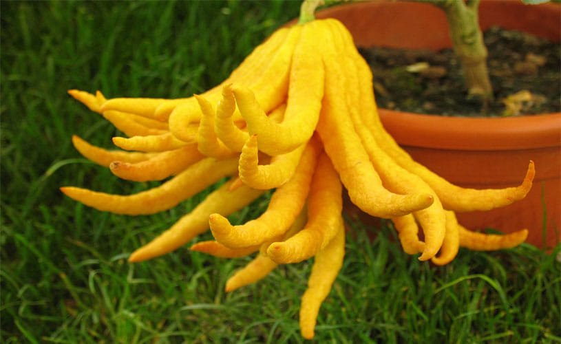 Health Benefits of Buddha’s Hand 
