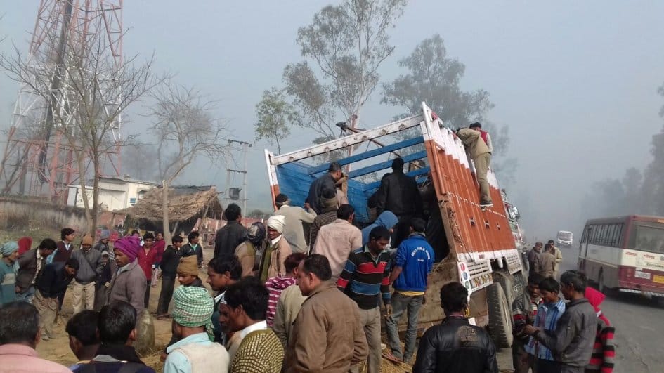 Bovine animals Full truck caught
