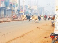 fatehabad, nager parisad, take action, bulls, catching, harayana