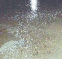 fatehabad, rain, crops , damage,  harayana