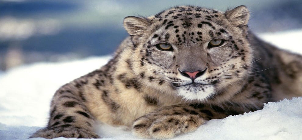 leopard had been seen in shahjadpur