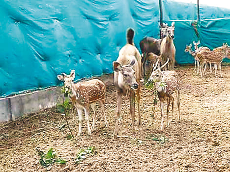 The prank began Sambhars reindeer safari