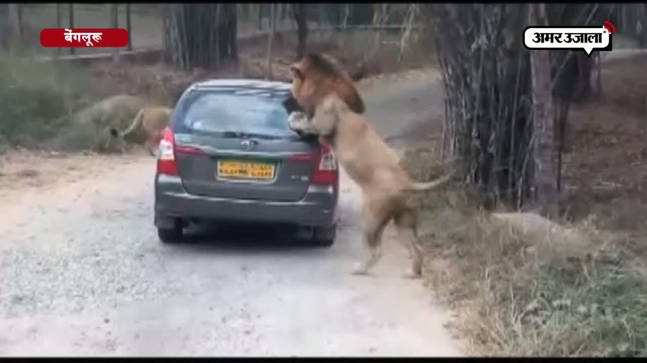 गए थे जंगल घूमने और सामने आ गए शेर