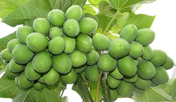 Sonbhadra 13 children ill from eating Jatropha 