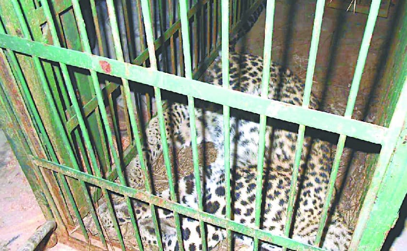 After struggling for eight hours in the cage Leopard