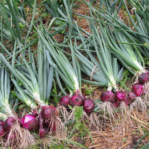Man Left His High Paying Job For Natural Farming