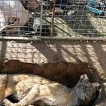 after ISIS attacks animal strave to death in mosul