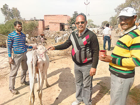 Cattle farmers to adopt the crop
