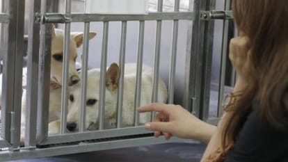 suicide commit with the same poison which is used to kill 700 dogs
