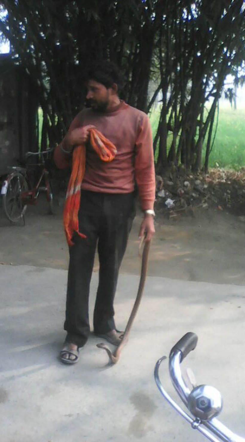 Poisonous snake wrapped around the neck, taking a bite death