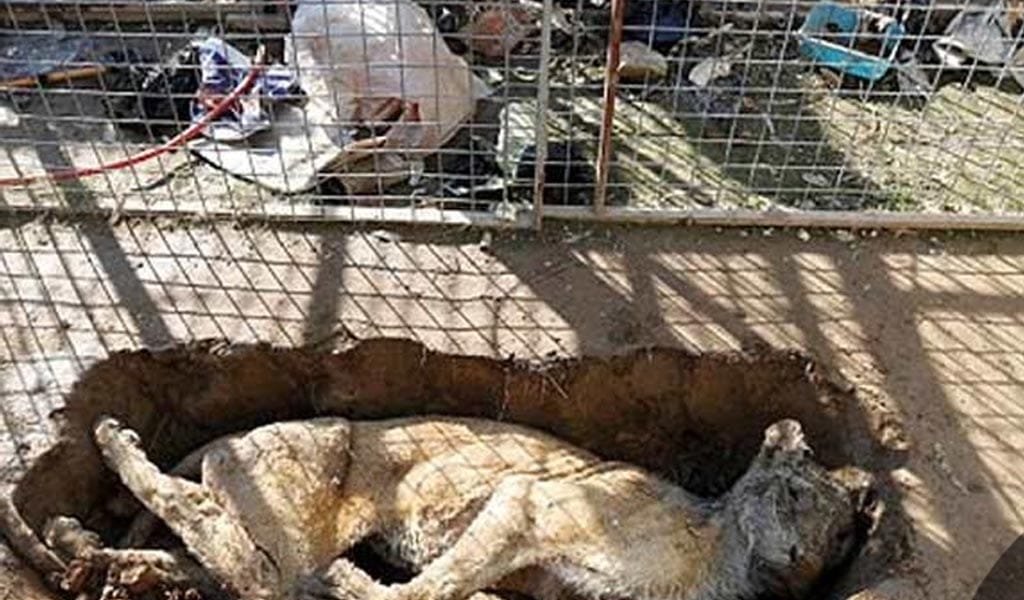 after ISIS attacks animal strave to death in mosul