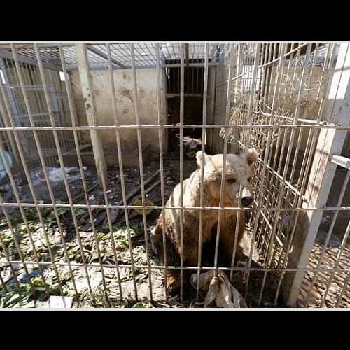 after ISIS attacks animal strave to death in mosul