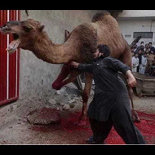after ISIS attacks animal strave to death in mosul