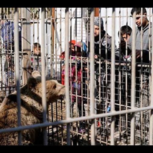 after ISIS attacks animal strave to death in mosul