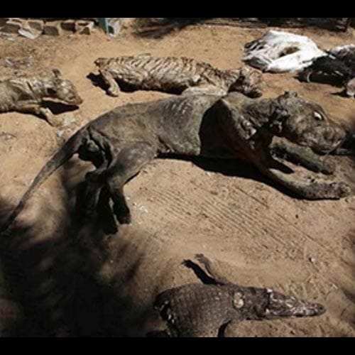 after ISIS attacks animal strave to death in mosul