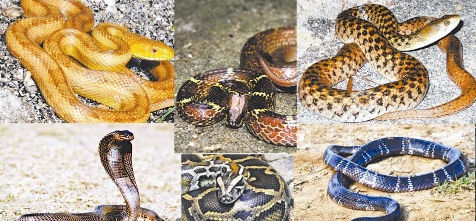 seven kind of snakes found on land, know here qualities and be aware in mansoon weather