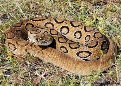 seven kind of snakes found on land, know here qualities and be aware in mansoon weather
