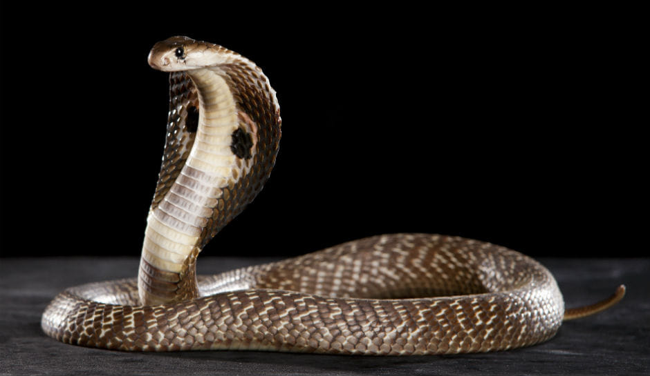 Daughter's death from snake bite