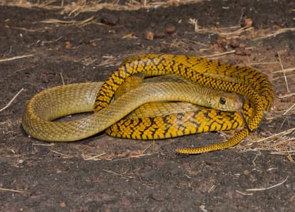 seven kind of snakes found on land, know here qualities and be aware in mansoon weather