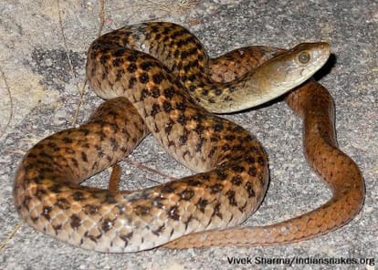 seven kind of snakes found on land, know here qualities and be aware in mansoon weather