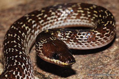 seven kind of snakes found on land, know here qualities and be aware in mansoon weather