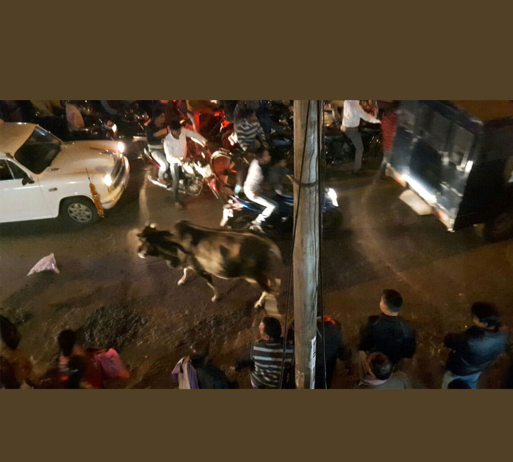 bull makes people run just before few minute of rahul and akhilesh road show
