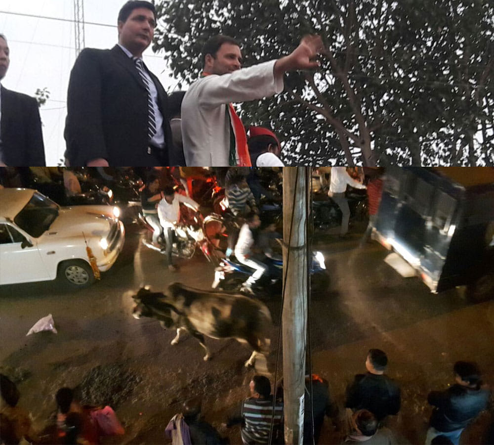 bull makes people run just before few minute of rahul and akhilesh road show