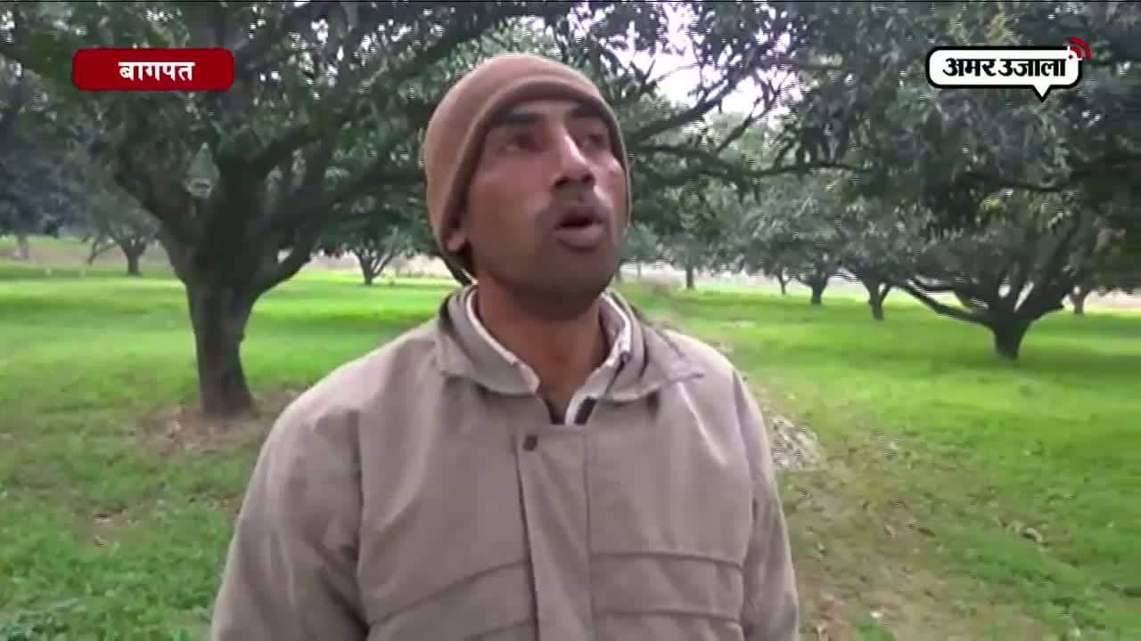 बागपत, आम 