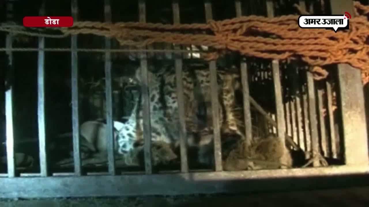 डोडा में आधी रात को दबोचे गए दो तेंदुए