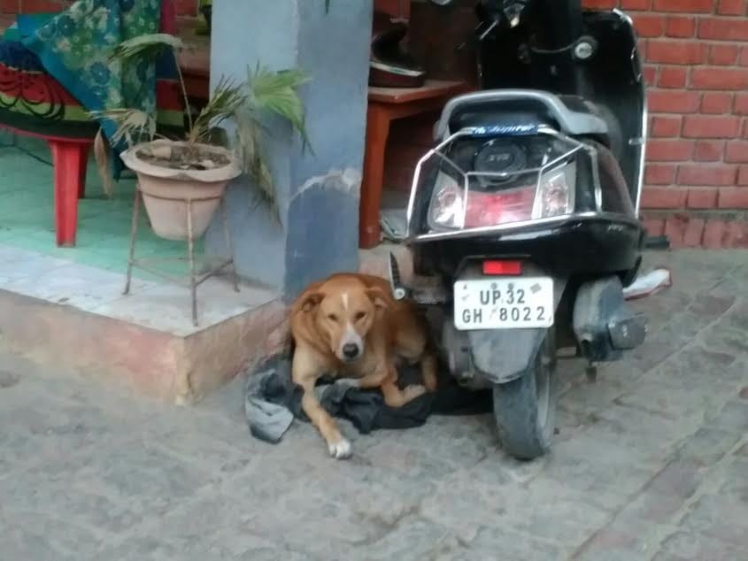 boys bitten by a pet dog in lucknow