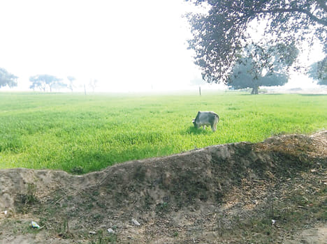 Anna livestock farmers are wasting
