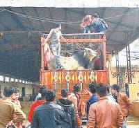 fatehabad, 16 ox caught,  police, harayana