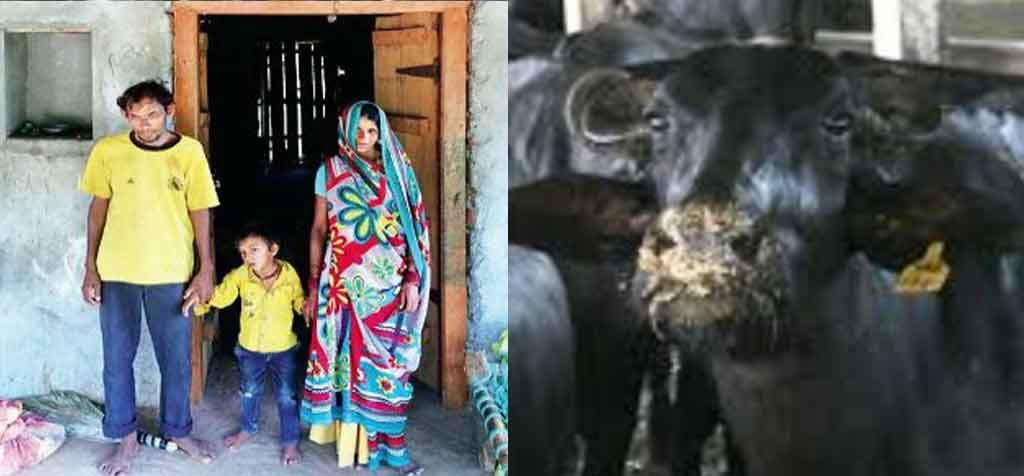 Star of 1998 cricket world cup, blind cricketer grazes cattle