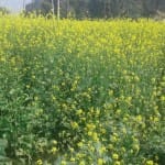  खेतों में लहरा  फसल।