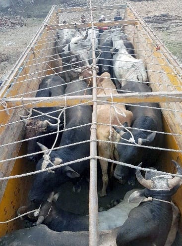 Two people arrested for carrying offloading its progeny