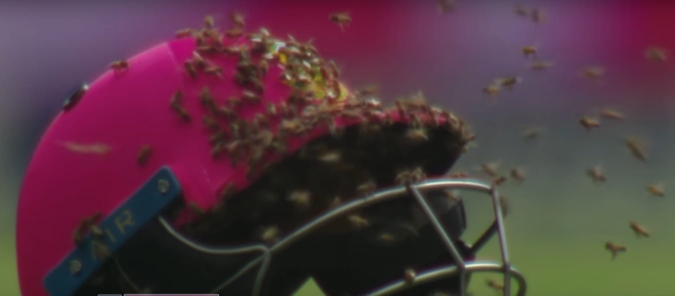 honey bee attacked during south africa vs Srilanka ODI 