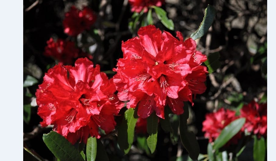 Global warming effect on Burans flower in himalaya