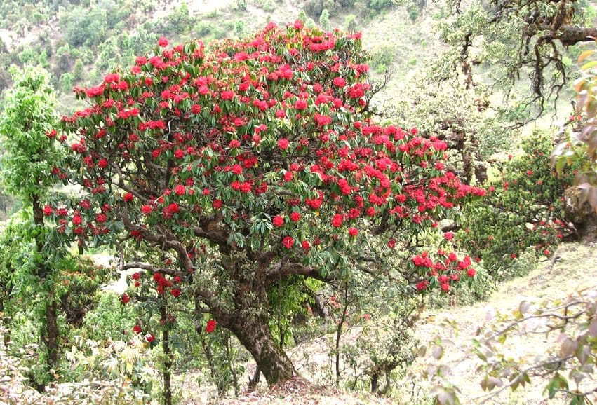 Global warming effect on Burans flower in himalaya