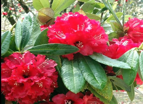 Buransh Flower Juice is good for heart diseases.