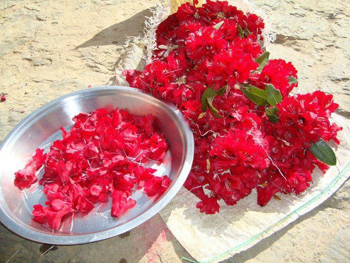 Buransh Flower Juice is good for heart diseases.