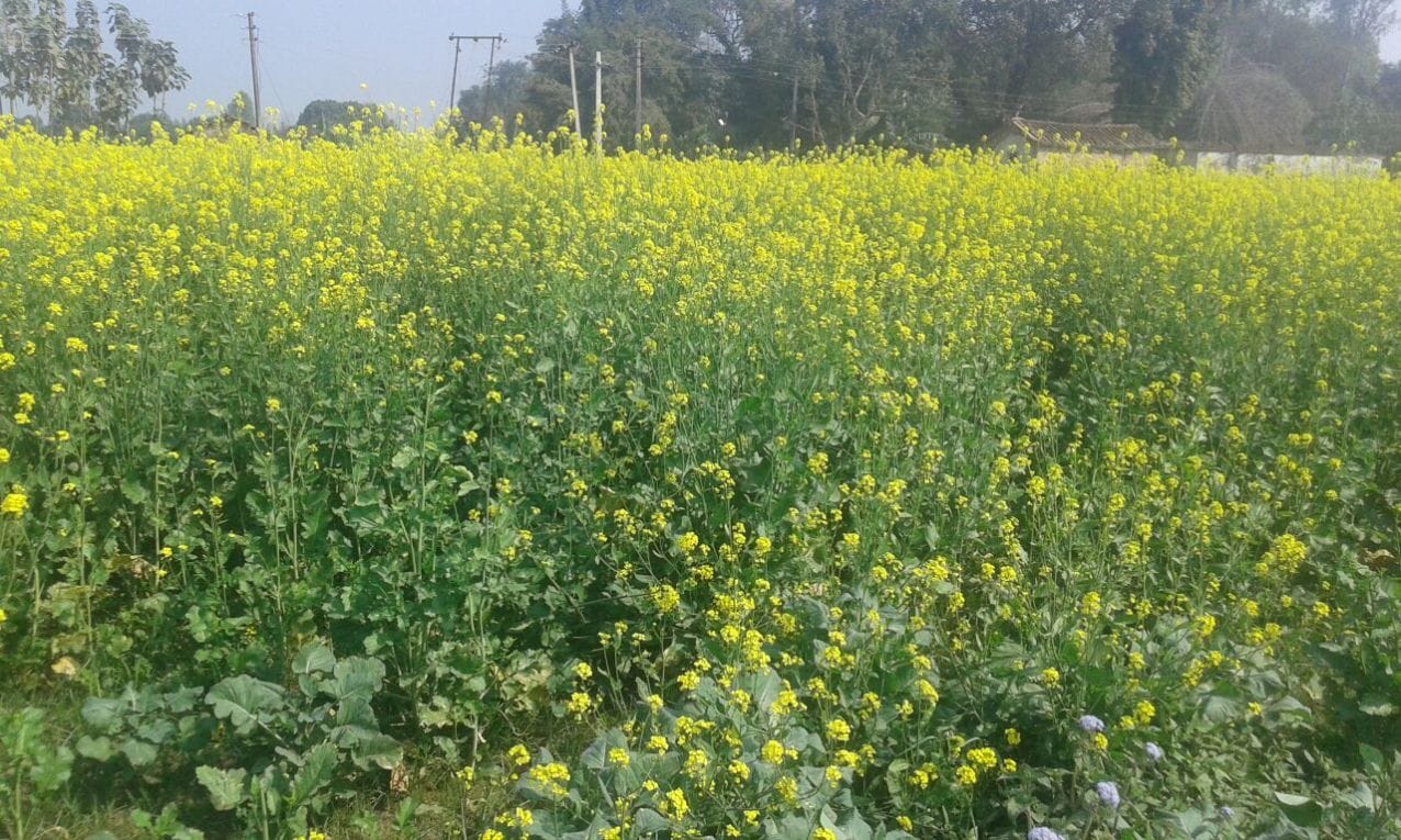 Varanasi weather update drizzling in Purvanchal benefit rain for crops