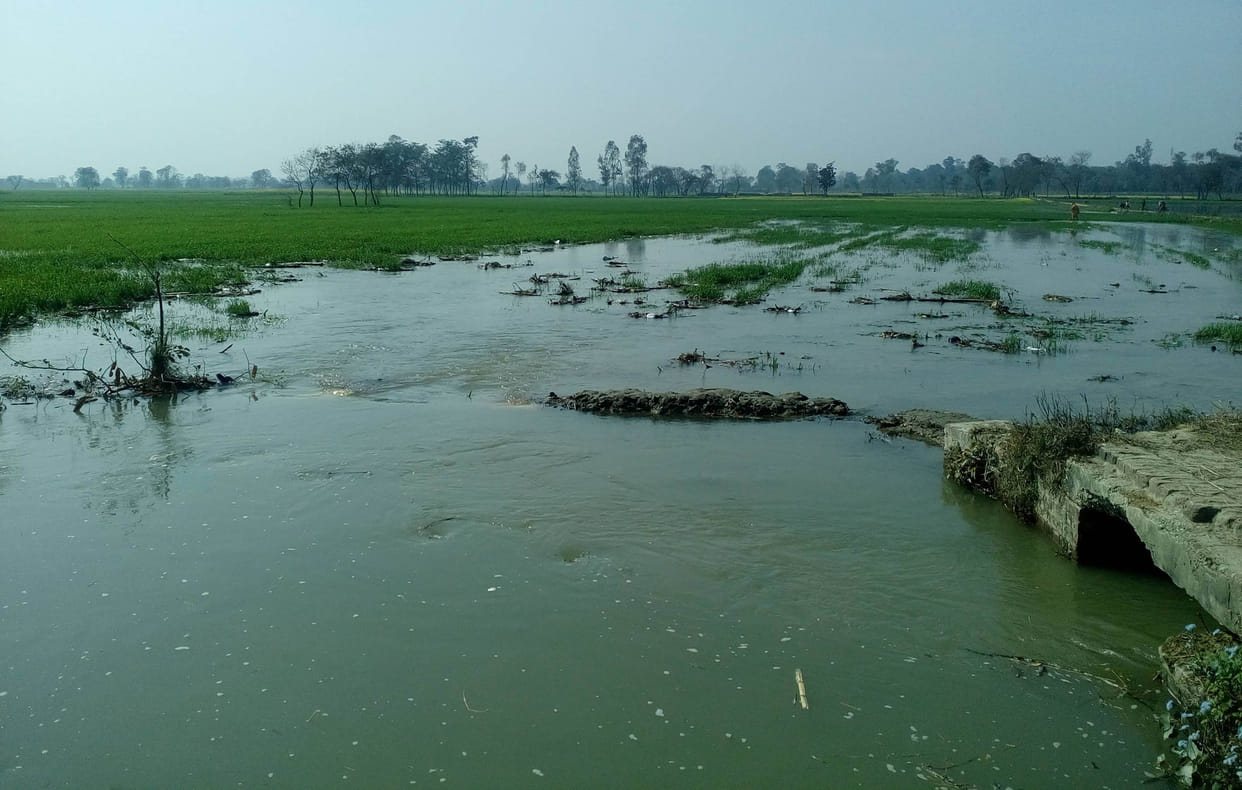Rjwaha breakdown submerged hundreds of acres of wheat crop 