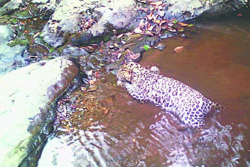 ill Leopard caught 