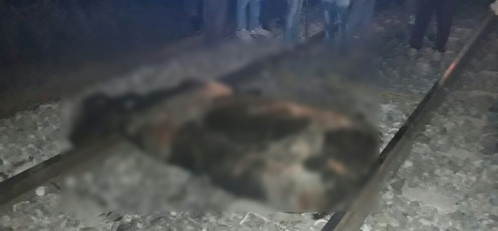 Bull came on track suddenlly, people had shock stuck at once, Moga news