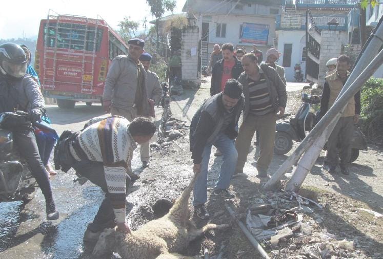 current in water pipe, cattle dead