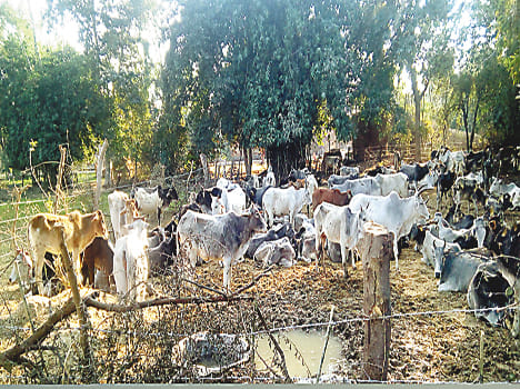 Farmers how to save the lives of Anna animals