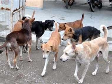enemy of stray dogs