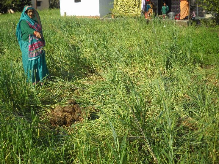 Thwalkedha elephant crop Rundi