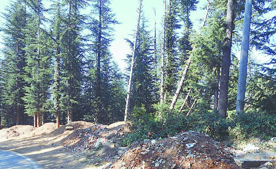 Soil being blown crisis on the existence of rare pine